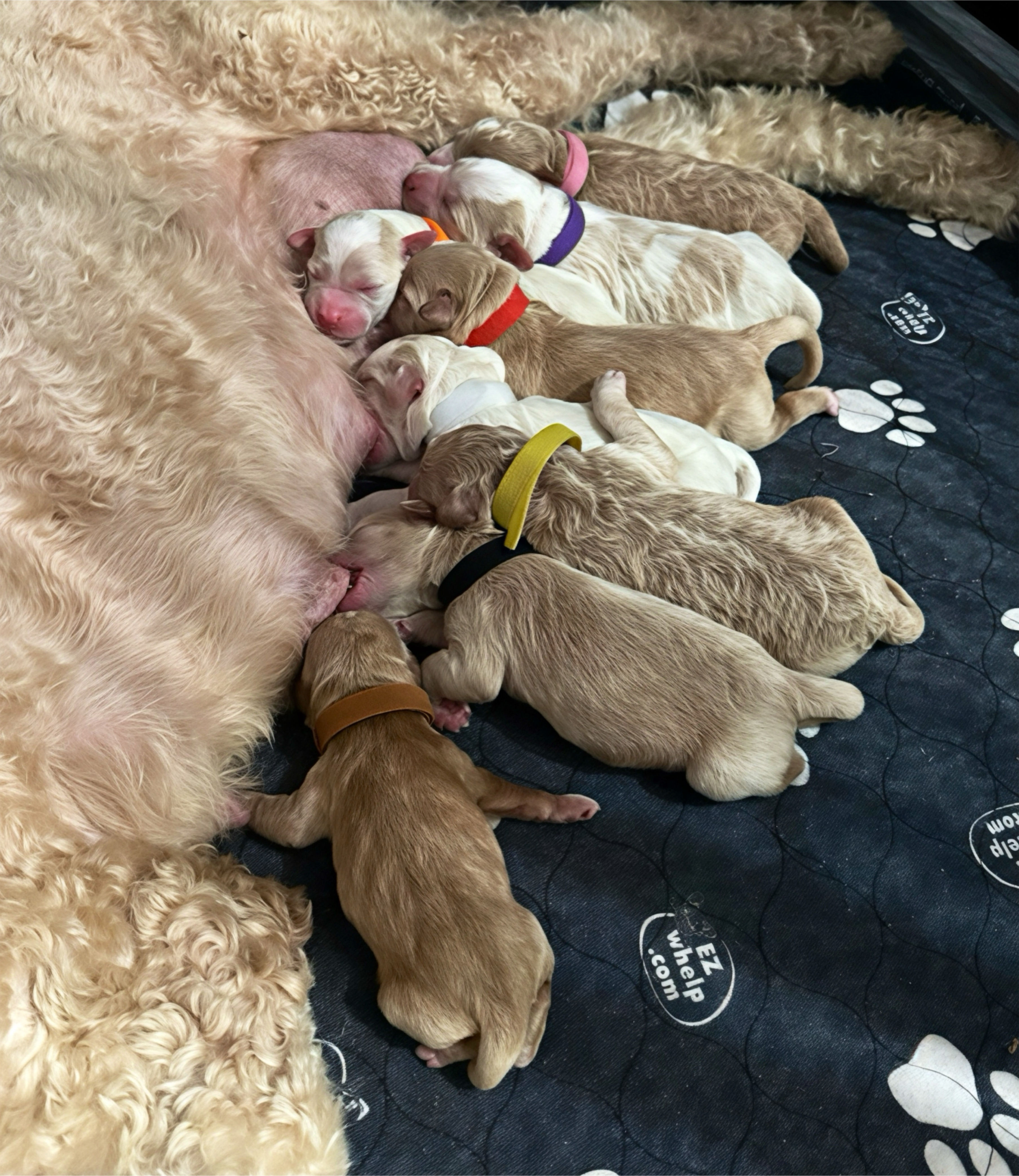 LEARN MORE: Margo's Mini/Medium English TeddyBear Goldendoodle