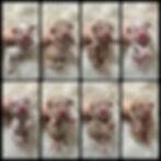 Thumbnail: LEARN MORE: Margo's Mini/Medium English TeddyBear Goldendoodle