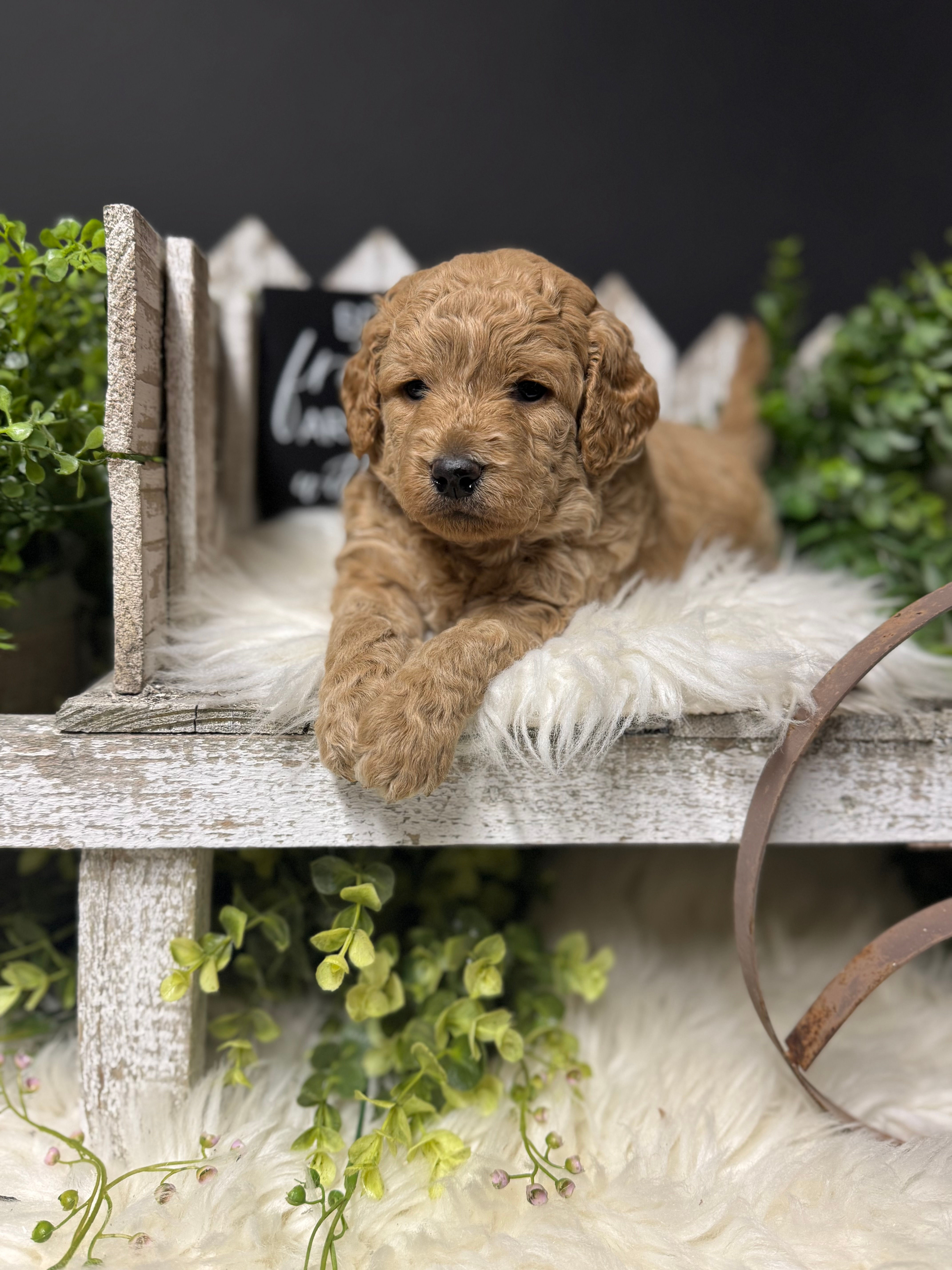 LEARN MORE about Lily's Mr. Blue