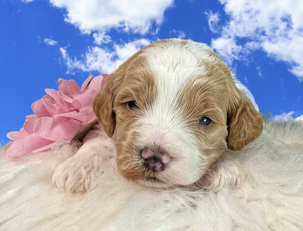 Thumbnail: LEARN MORE about Prim's Miss Pink