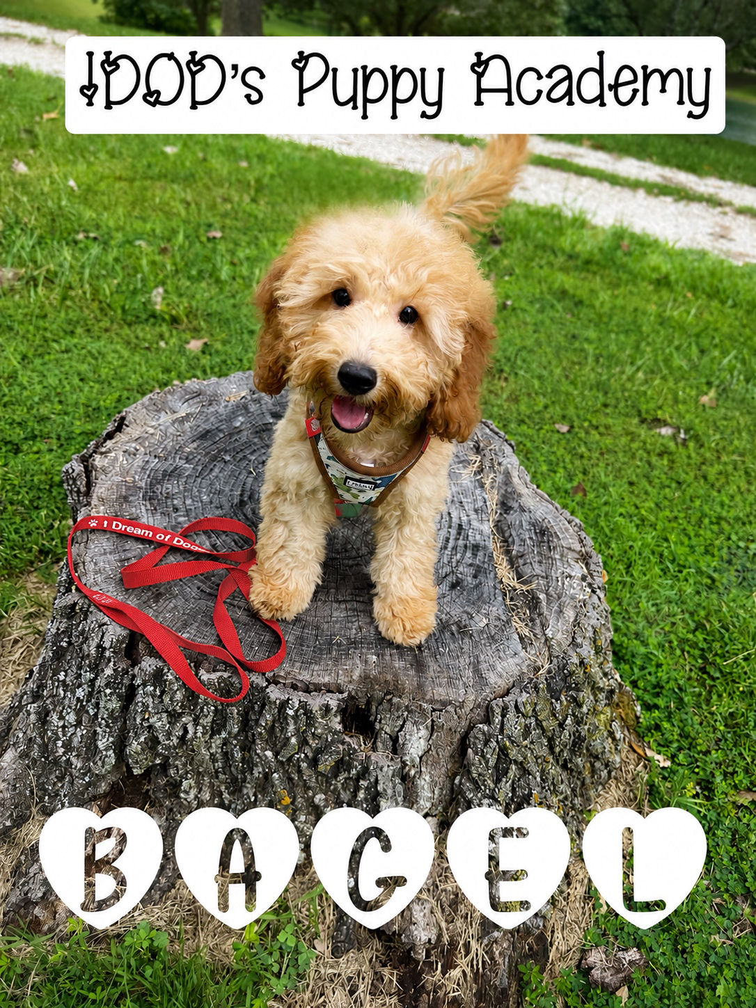 LEARN MORE about Bagel