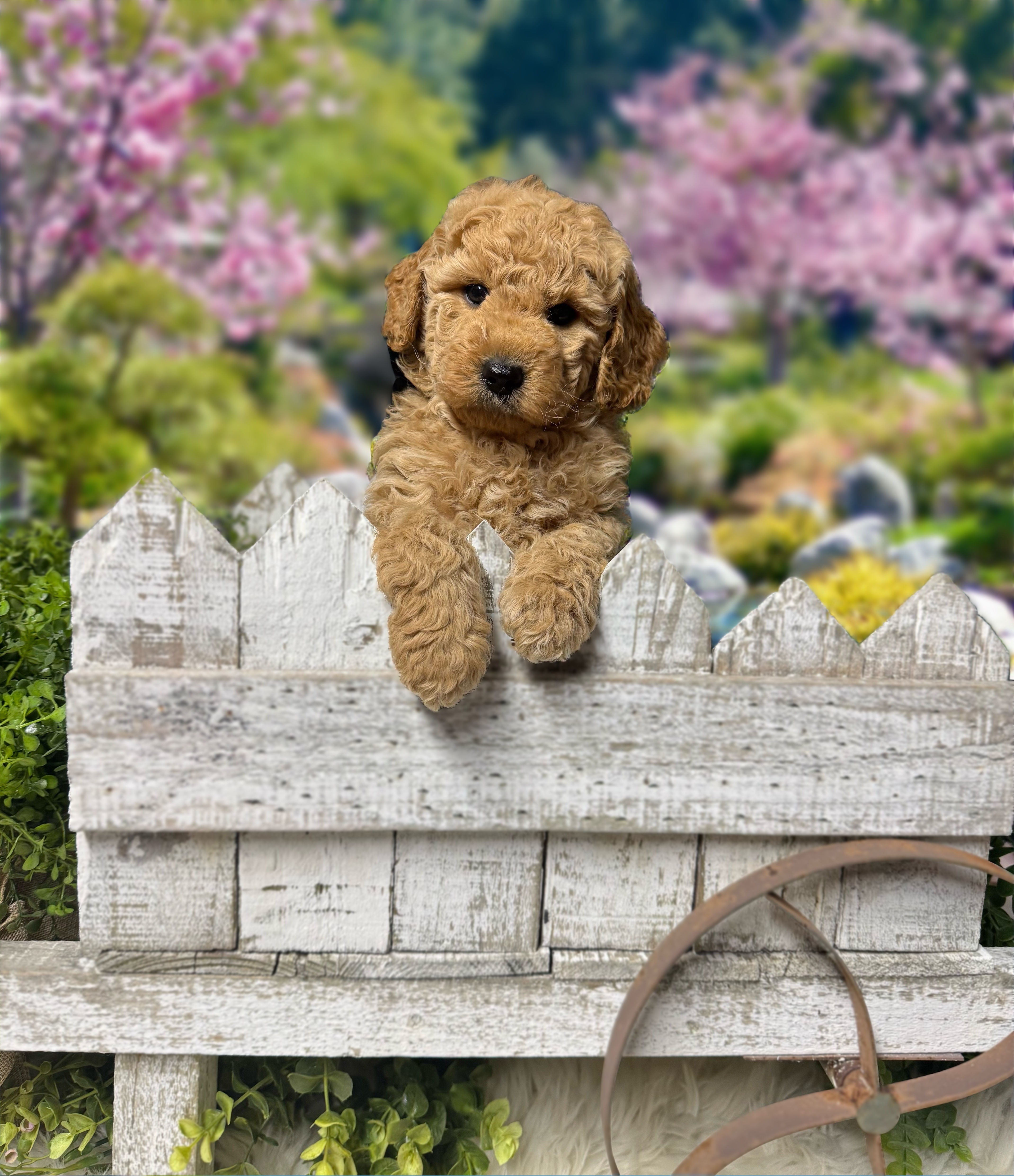 LEARN MORE about Mia's Mr. Black