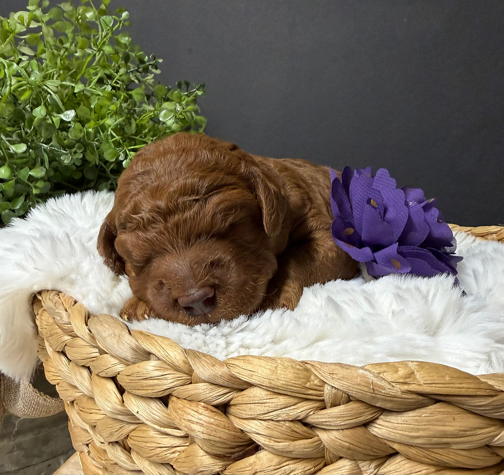 Thumbnail: LEARN MORE about Holly's Mini Goldendoodles