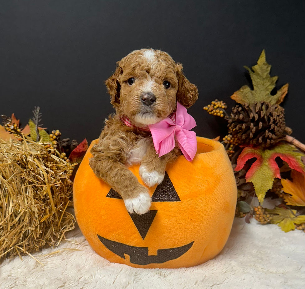 Deposit for Callie's Miss Pink I Dream of Doodles