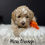 Thumbnail: LEARN MORE about Lily's Petite/Mini English Goldendoodles