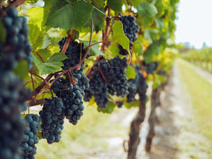 Propiedades del vino tinto