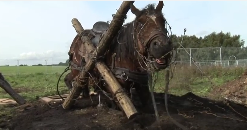 Кінь з фільму "Бойовий кінь"