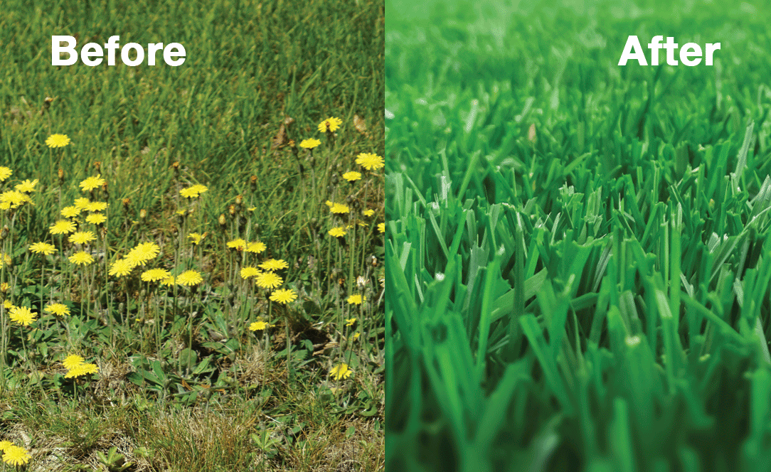 ReeceBeforeAfterLawnTurf.gif