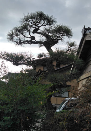 石川県かほく市で住宅庭の松の剪定後コンパクトな樹形