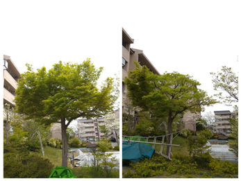 金沢市で庭木剪定後の様子(景観を整えた仕上がり)