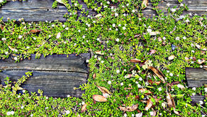 グランドカバー