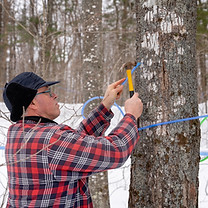 Tapping maple tree or maple tree tapping using plastic tubing to collect sap in a sugarbus