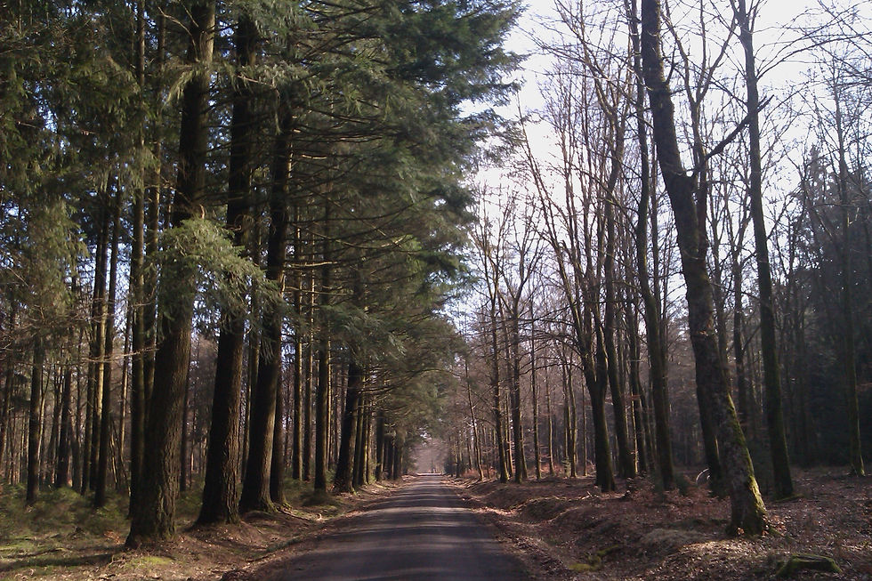 Futaie jardinée (Europe)