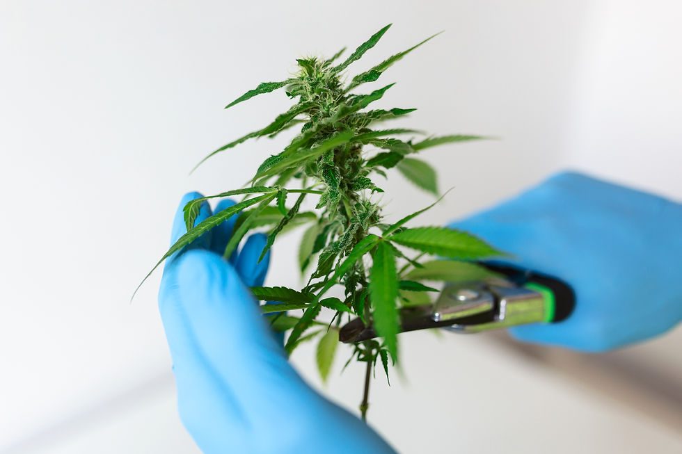 scientist-with-gloves-checking-hemp-plants-greenhouse-concept-herbal-alternative-medicine-