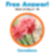 Carnations