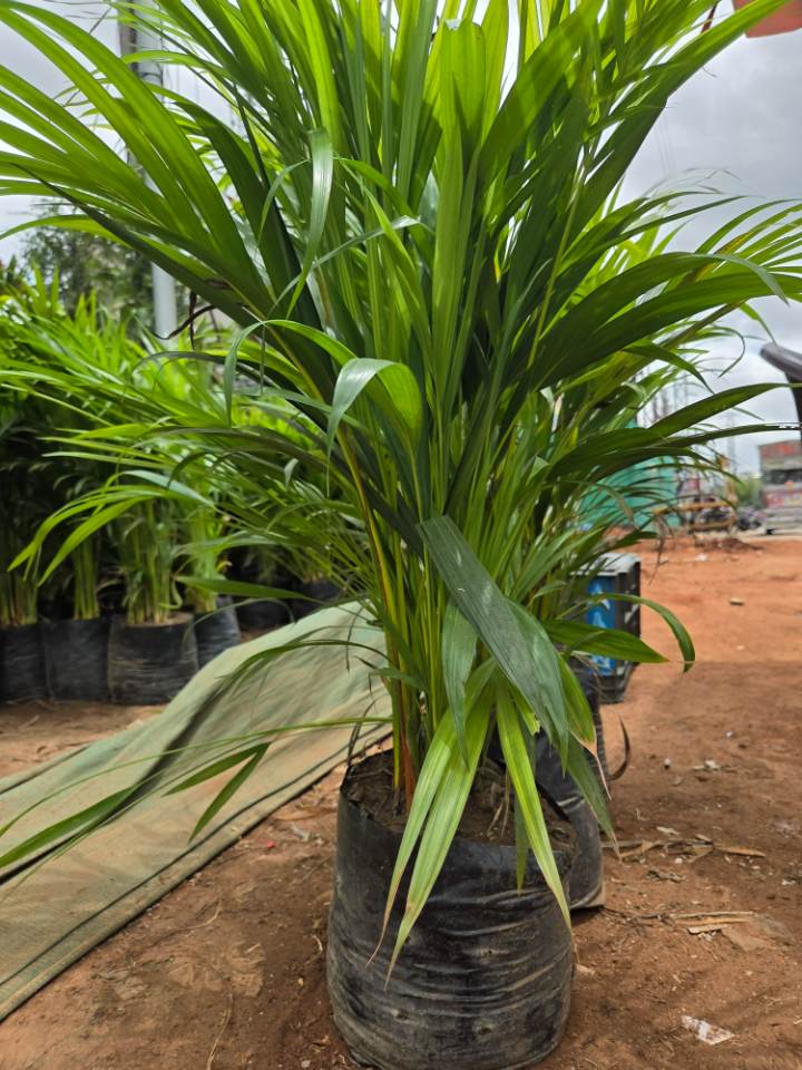 Areca Palm (అరేకా పామ్) for sale in Habsiguda