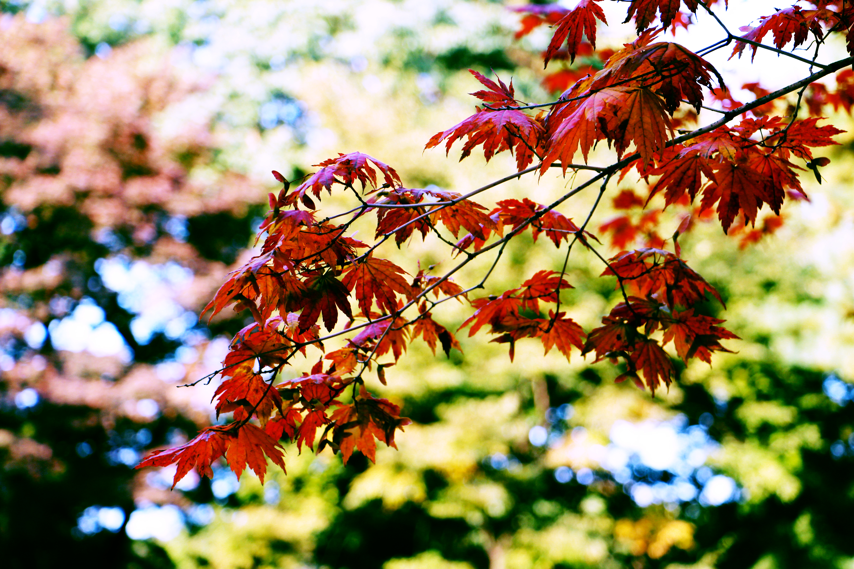 Nature Is All Around Us Asiankhunp