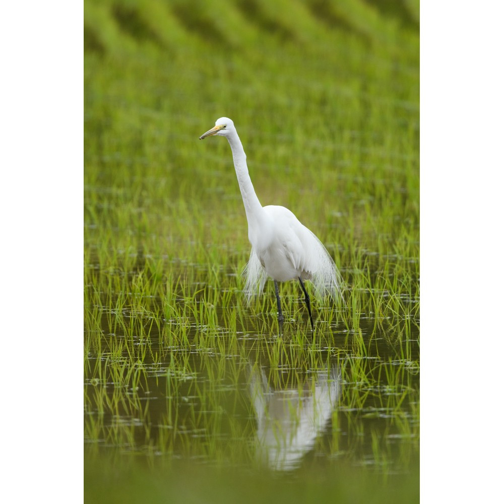 チュウダイサギ / Great Egret (A. a. modesta)