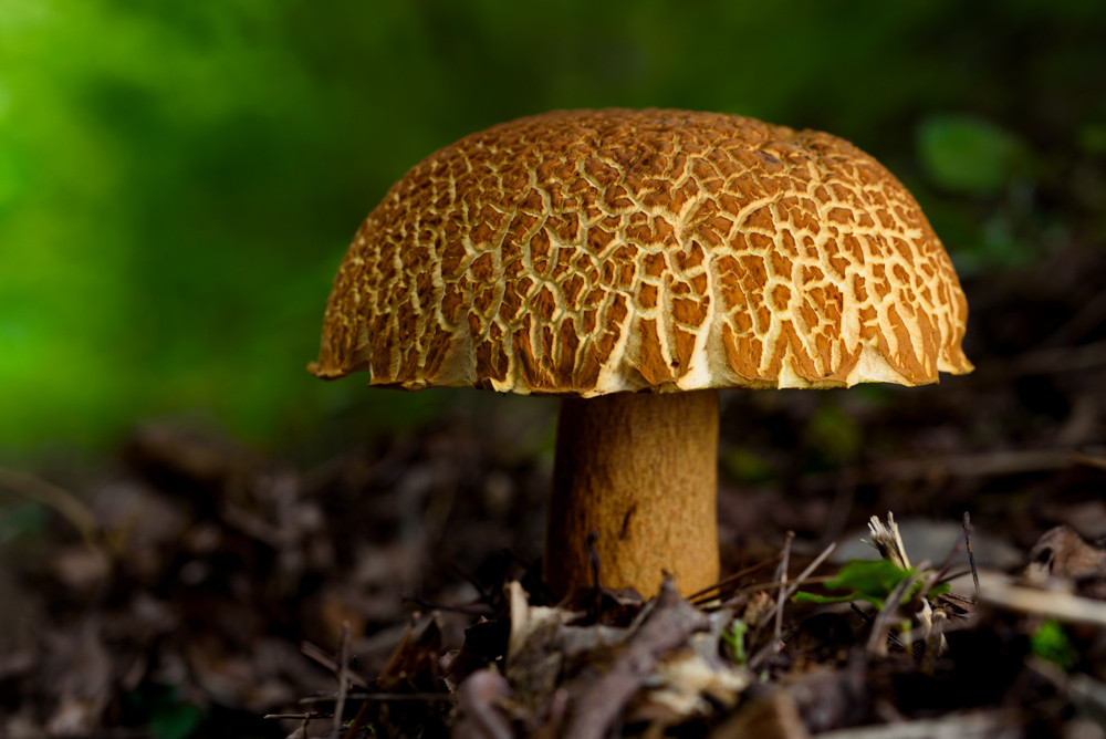 アカヤマドリ / Rugiboletus extremiorientalis