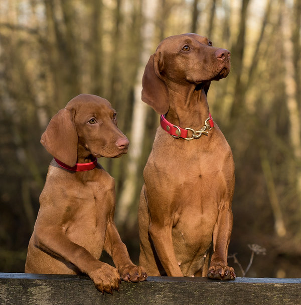 Loyal Dogs