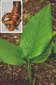 Curcuma completa 2.jpg
