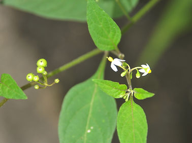 Solanum americanum (8).JPG