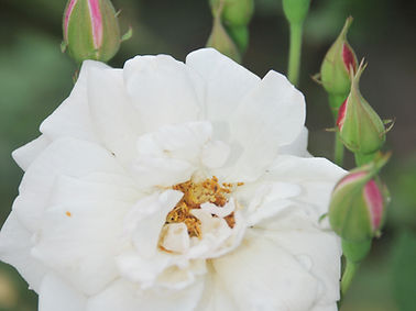 Rosa branca (2) clara.jpg