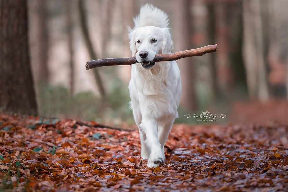 _DSC9818-1fb