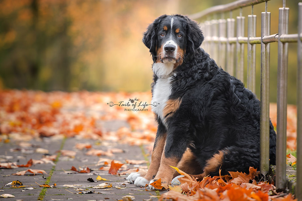 _DSC9159-1fb