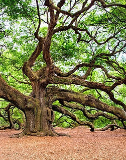 oak-tree-2018822_640.jpg