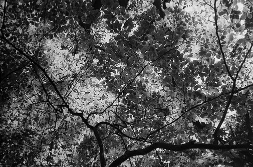 B+W leaves