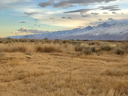 In the Thicket of It