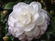 Photo of a beautiful Camellia flower