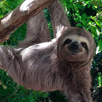 foto bicho preguiça pendurada em uma árvore olhando em direção à foto