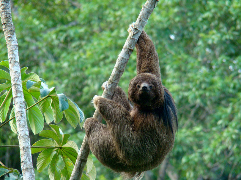 Preguiça-de-coleira Bradypus torquatus espécies de preguiça no brasil educação ambiental cara de tatu
