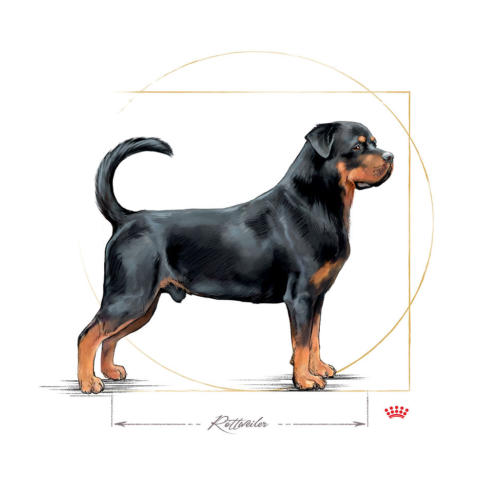 Thumbnail: Royal Canin Rottweiler Adult Dog Food