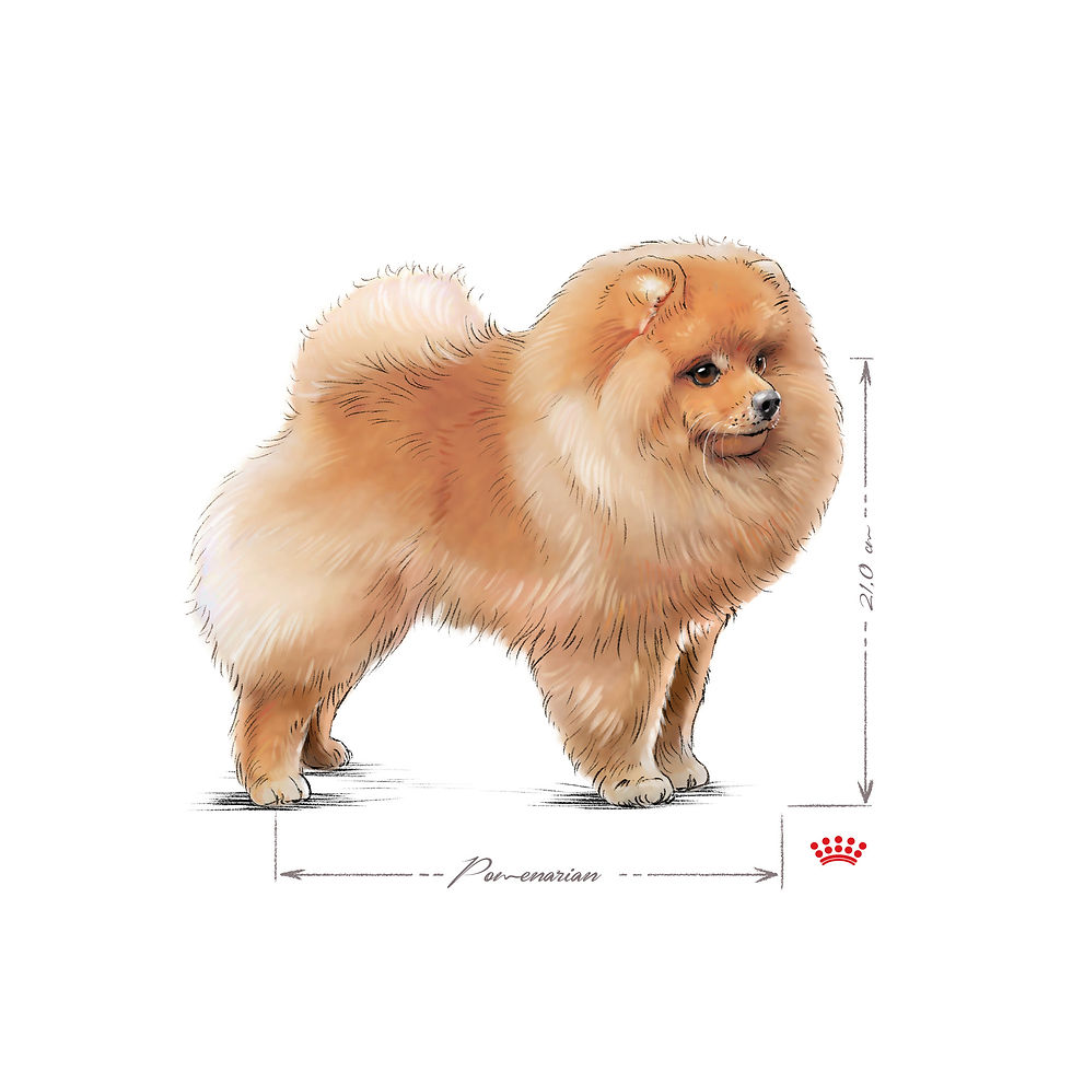 Thumbnail: Royal Canin Pomeranian Adult Wet Food