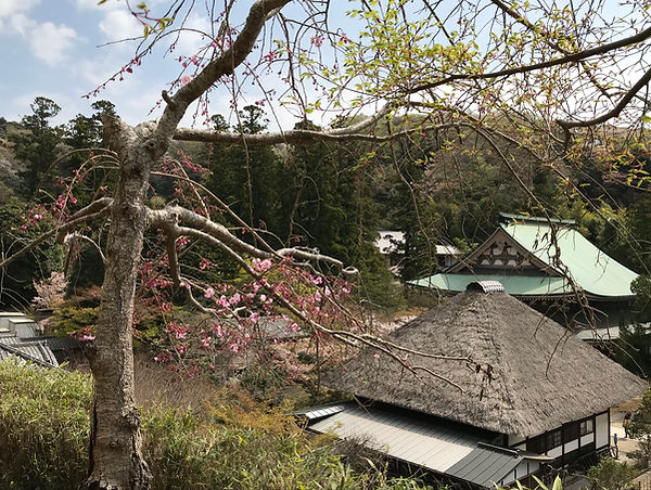 円覚寺　鳥瞰　梅の花.jpg
