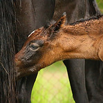 Hufbearbeitungstraining für sensible Pferde und Fohlen 