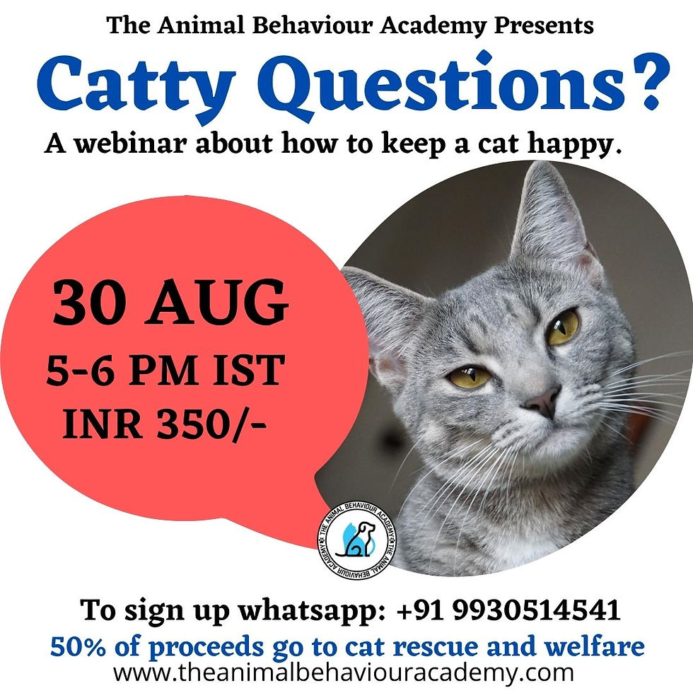 Catty Questions