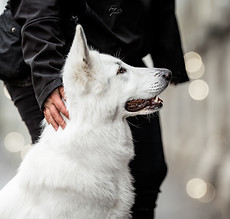 educateur canin, educateur canin positif, maubeuge, valencienne, berlaimont, leval, saint-remy-du-nord, pont sur sambre, bavay, hautmont, beaufort,feignies,la longueville, recquignies,colleret, poix-du-nord, landrecies, le quesnoy, caudry, le cateau cambrésis, prisches, maroille, sars-poteries, education du chiot, balade éducative, rééducation , chien, agressif, éducation canine, dresseur chien, chiot