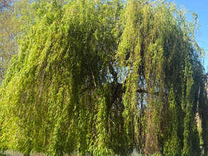Weeping willow tree by the water symbolizing faith, roots, and trust in God