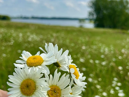 A hand holding simple white daisies in an open field, symbolizing a fresh start and letting go at the beginning of a new year.