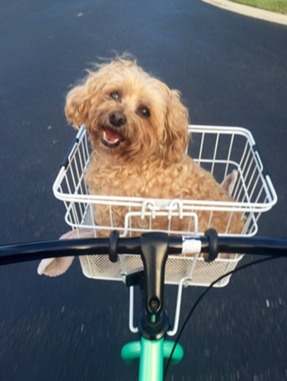 A happy dog sitting in a white bike basket, symbolizing lightheartedness, gratitude, and the joy found in simple things.