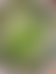 料理代行　札幌