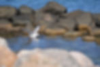 ree