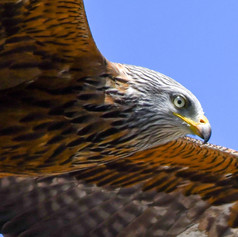 Bird's eye view.jpeg