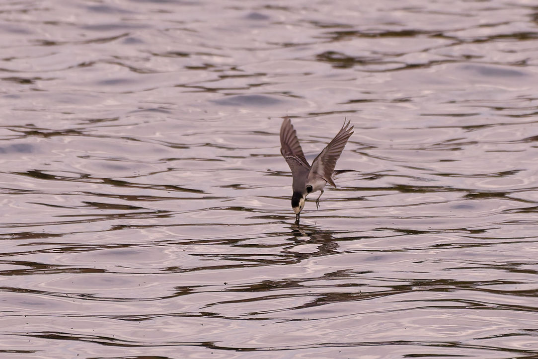 Bachstelze im Sturzflug
