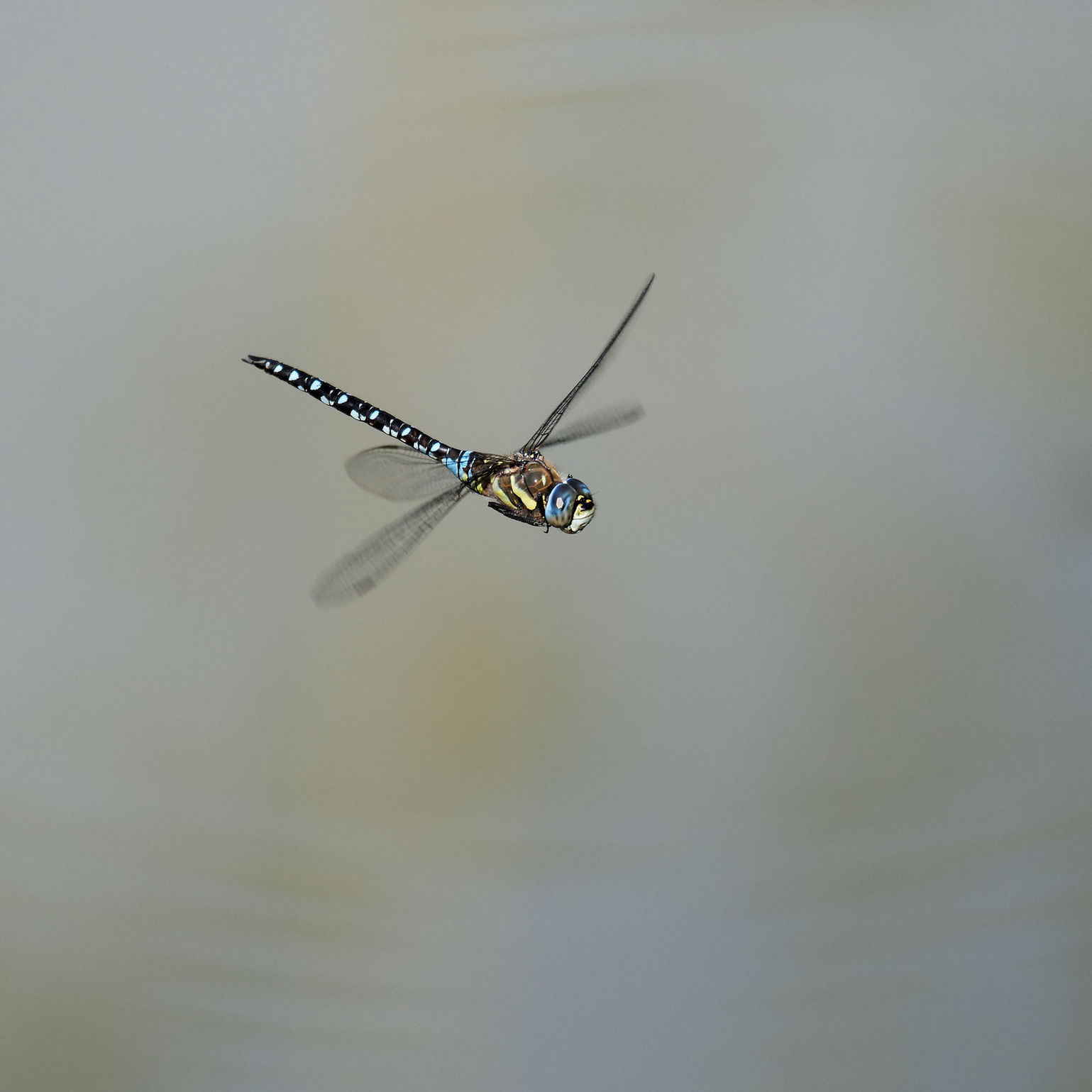 Herbst-Mosaikjungfer im Flug