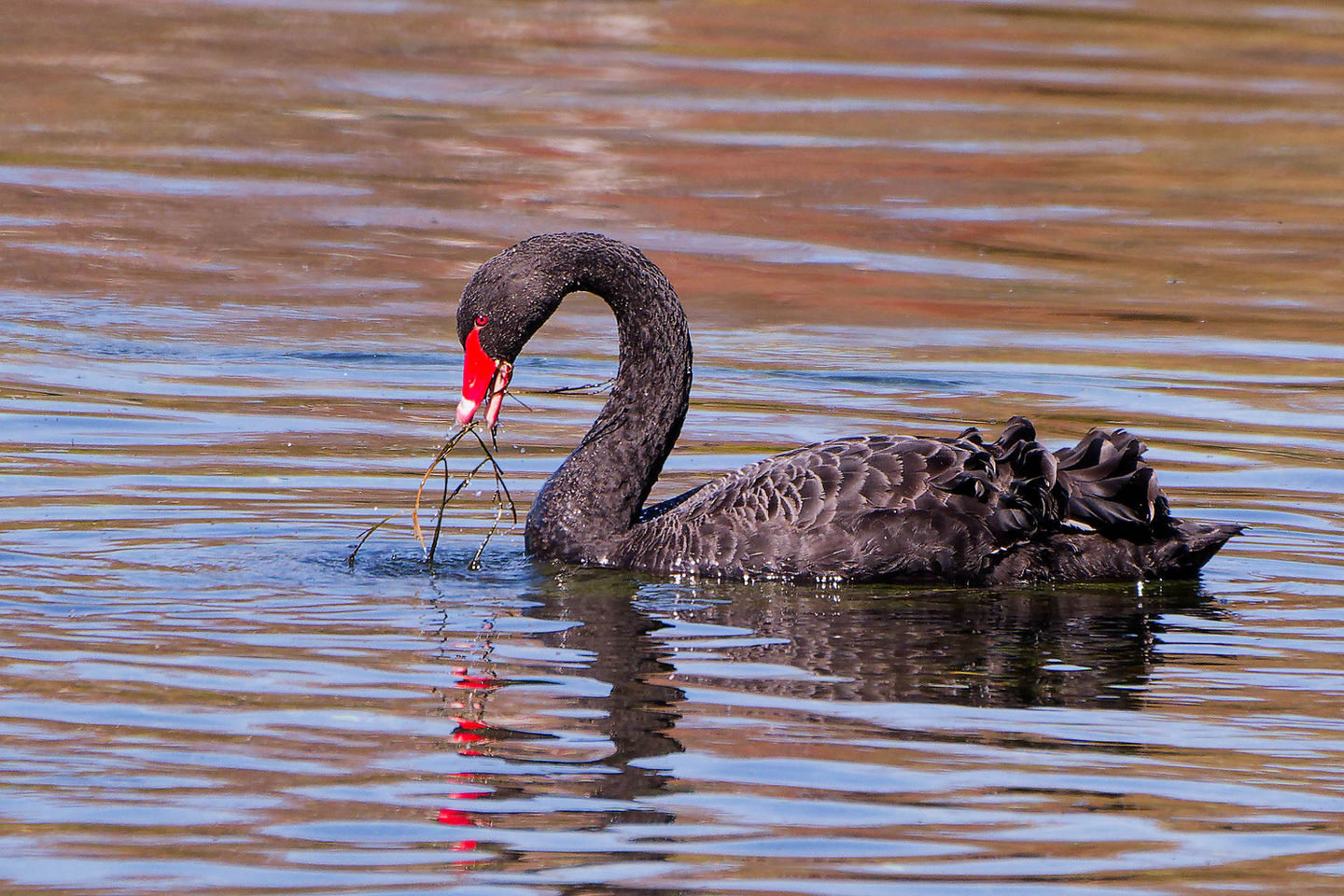 Schwarzschwan im Rhein